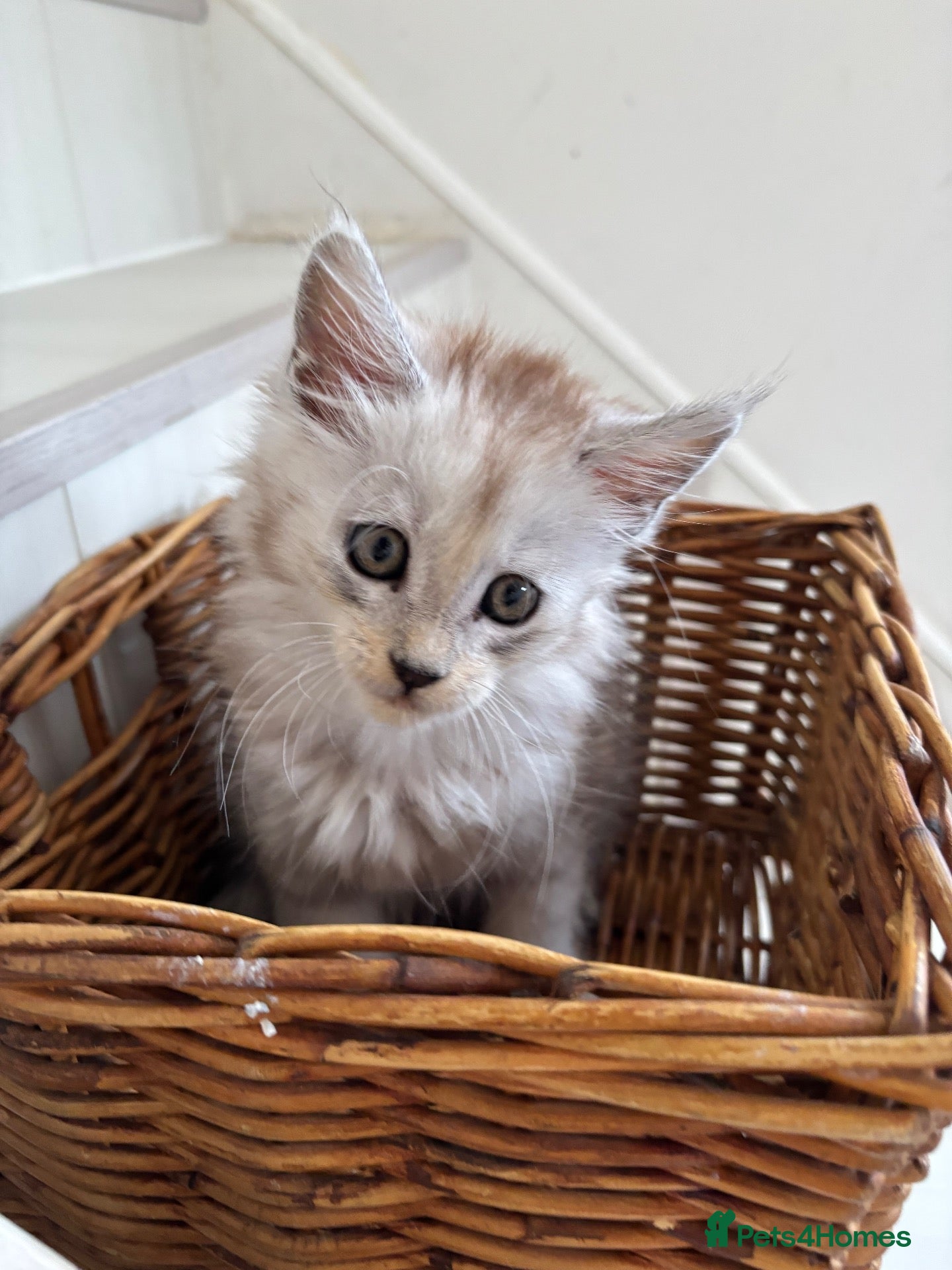 Maine Coon cats Cute Main coon boys girls kittens blue eyes  - Advert 2