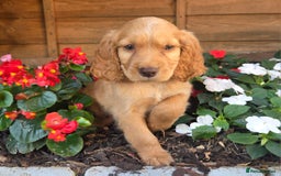 Cocker Spaniel dogs for sale: 2 beautiful working cocker spaniel pups  - Image 23