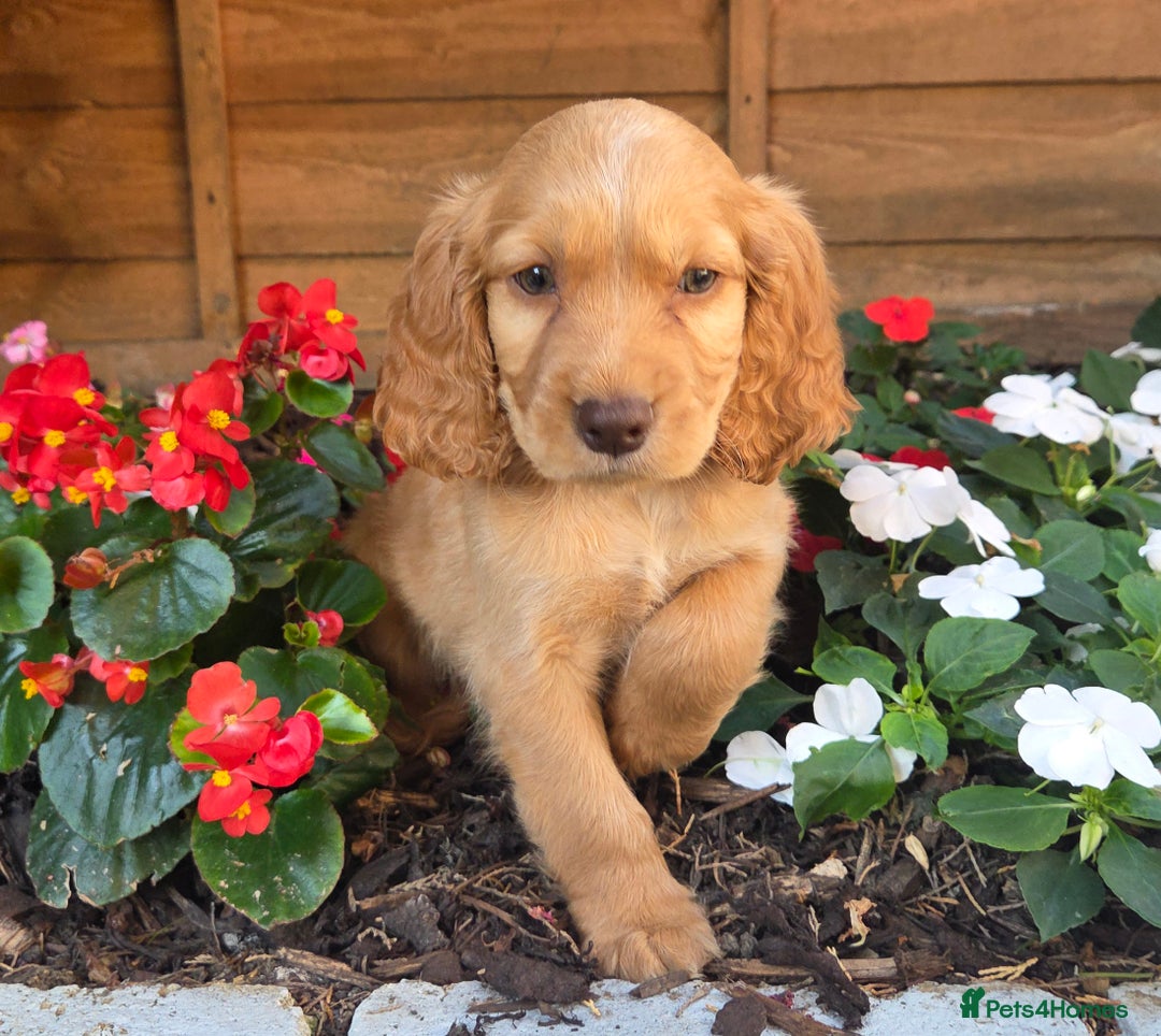 Cocker Spaniel dogs for sale: 2 beautiful working cocker spaniel pups  - Image 23