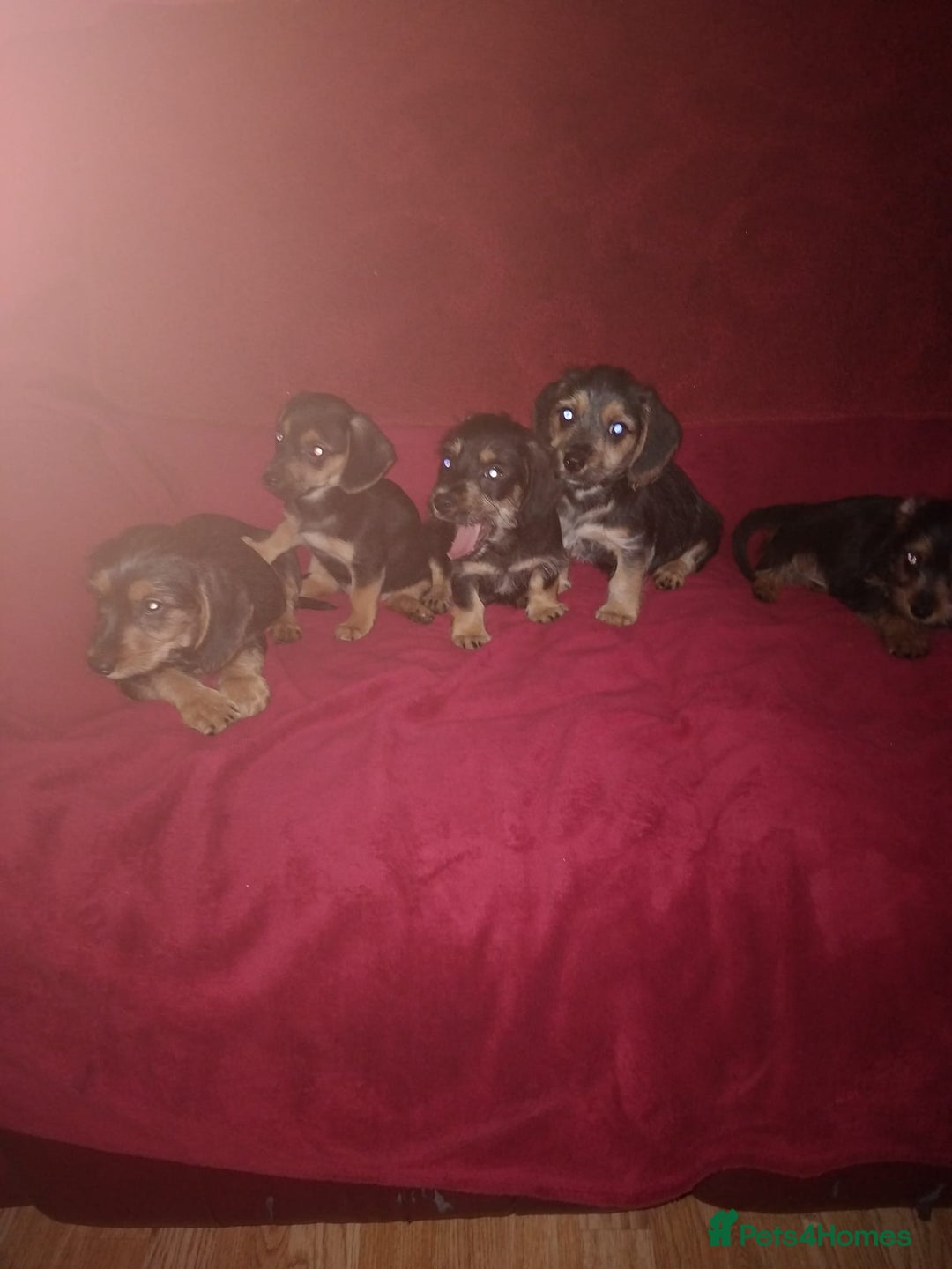Mixed Breed dogs for sale: dachshund maltese mix - Image 6