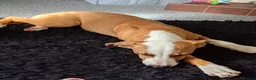 Mixed Breed dogs for sale: Staff cross saluki  - Advert 2