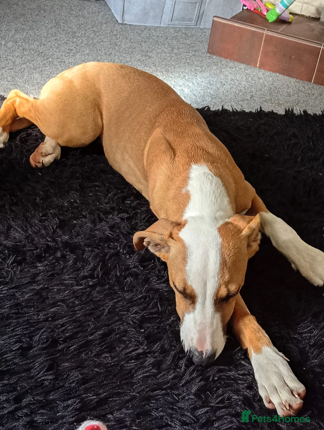 Mixed Breed dogs for sale: Staff cross saluki  - Advert 2
