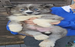 Siberian Husky dogs for sale: ready to go Wooly Siberian Husky - Image 11
