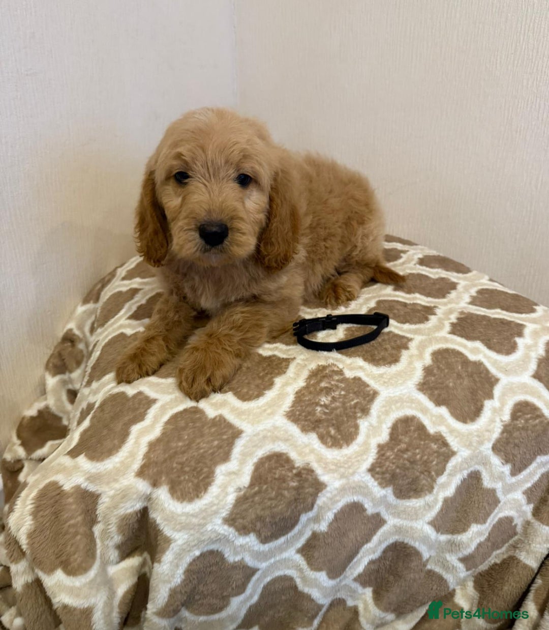 Mini Goldendoodle dogs for sale: Mini golden doodle puppies  - Advert 3