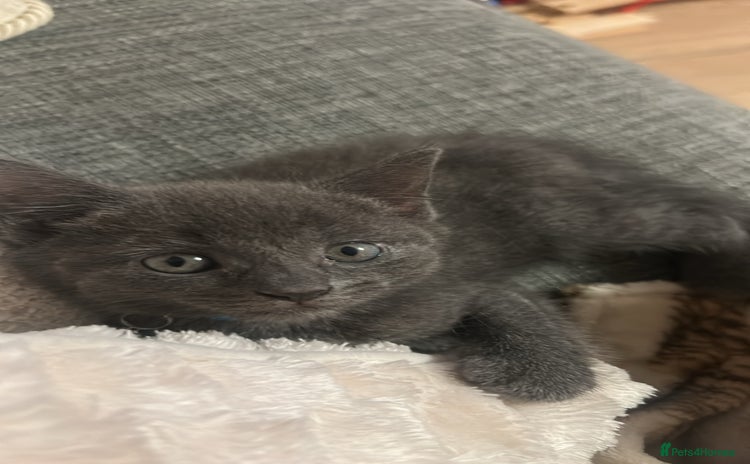 Russian Blue cats - Advert 1