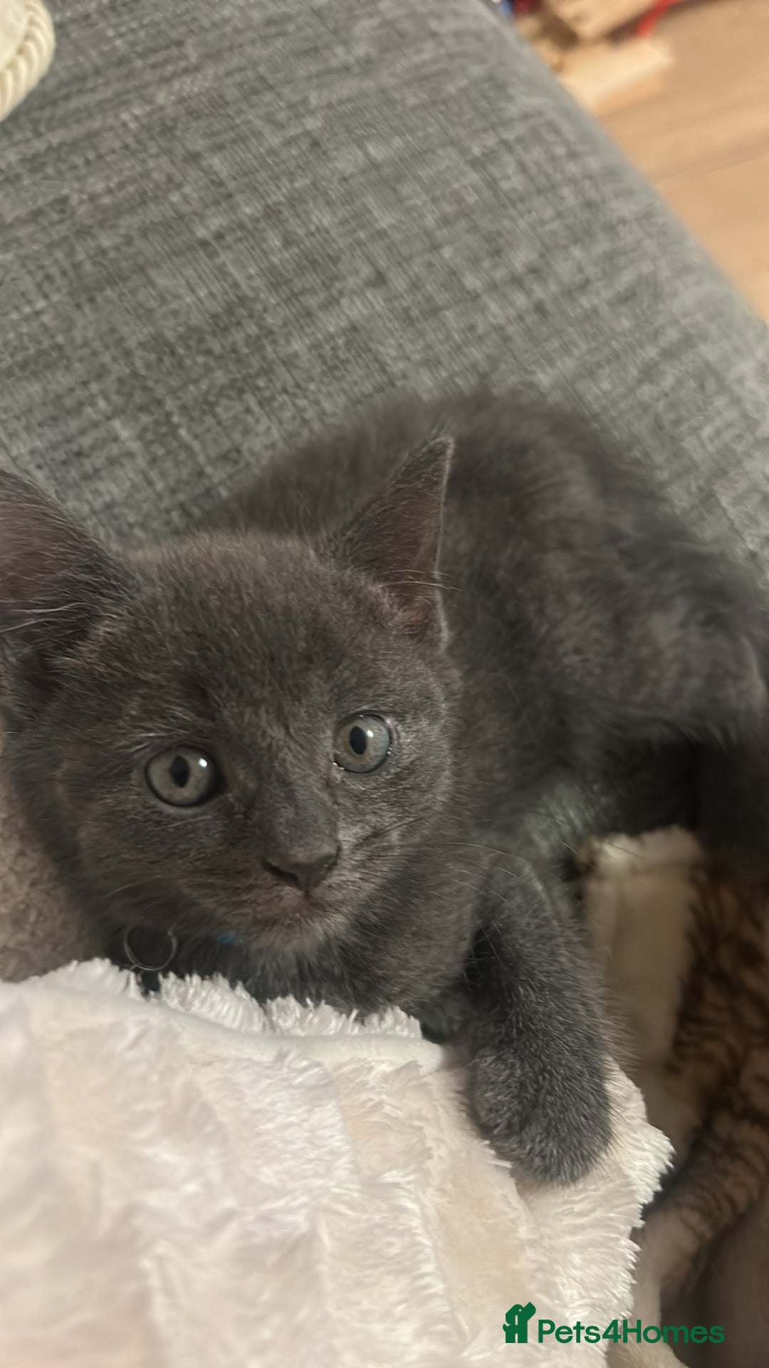 Russian Blue cats for sale: One male Russian blue kitten  - Image 1