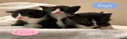 Mixed Breed cats for sale: Half Scottish adorable cuties 🩷🩵 - Advert 2