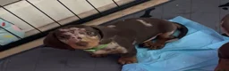 Dachshund dogs for sale: Dachshund puppies for sale  - Advert 35