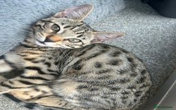 Bengal cats for sale: Bengal - Image 6
