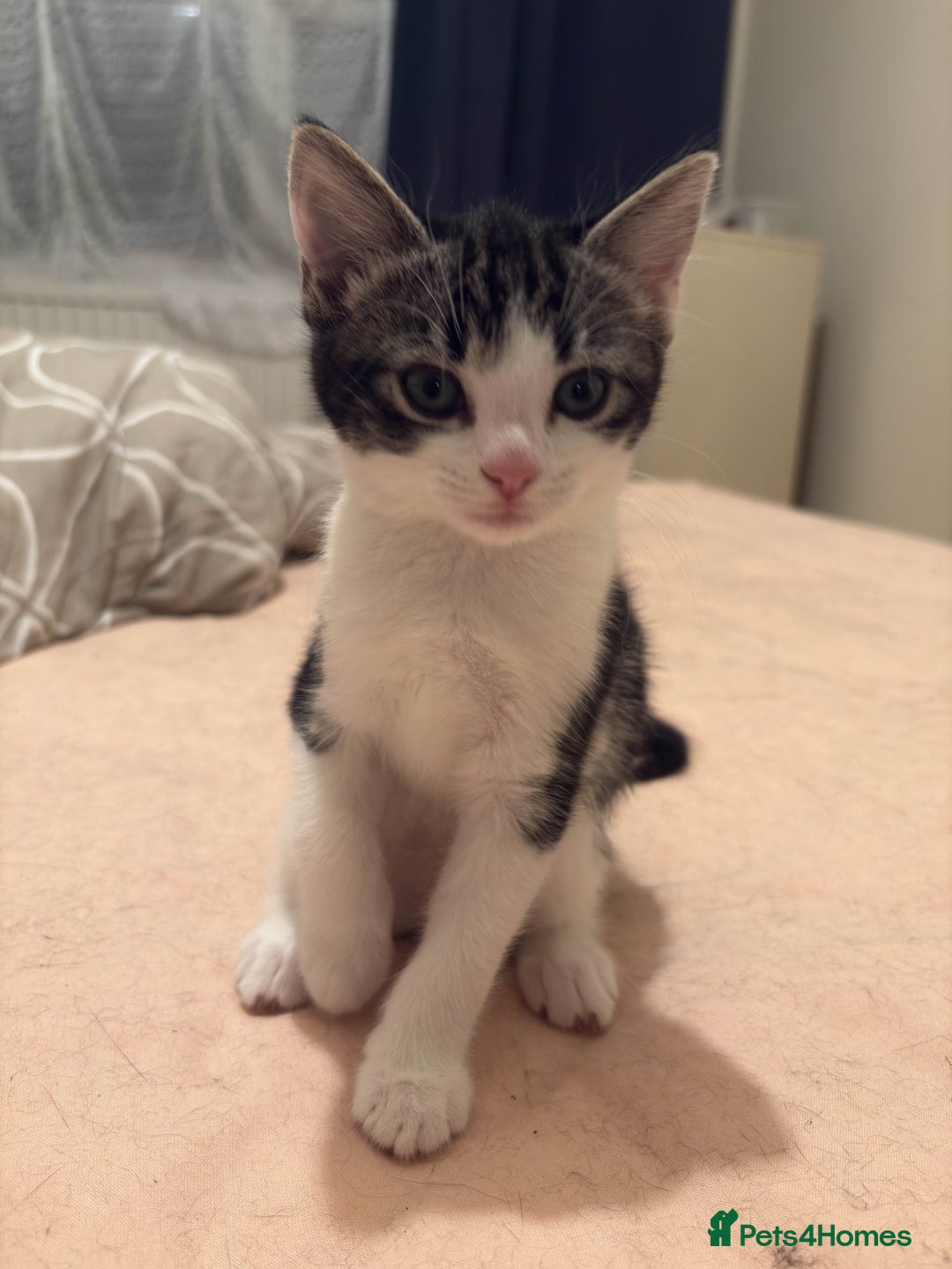 Mixed Breed cats for sale: 5 beautiful kittens - Advert 6