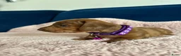 Miniature Dachshund dogs for sale: Beautiful pedigree KC miniature dachshund puppies  - Advert 3