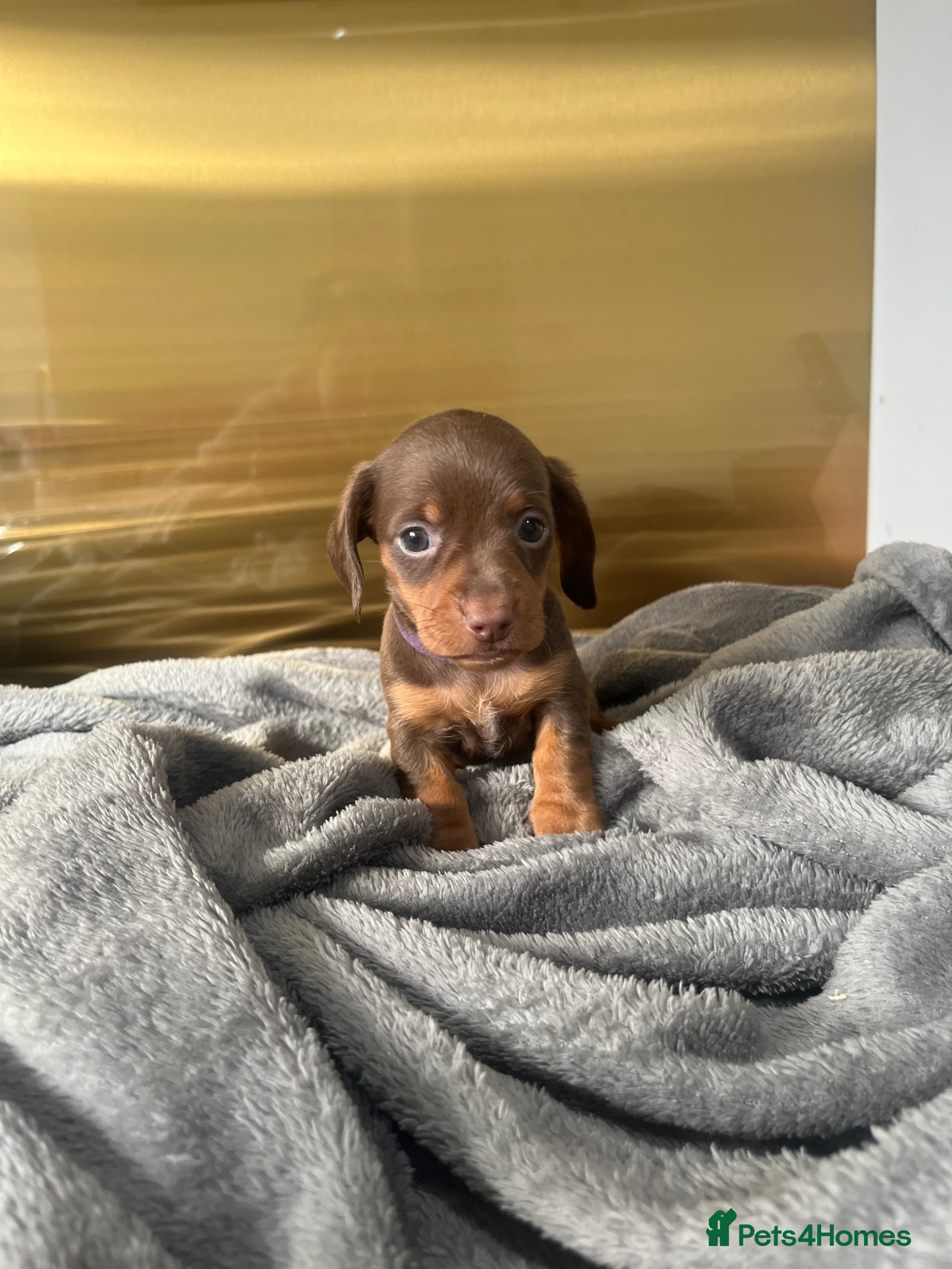 Miniature Dachshund dogs 3 Chocolate and Tan KC Miniature Dachshund puppies - Advert 15
