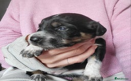 Mixed Breed dogs for sale: Spaniel Collie Cross Puppies  - Image 8