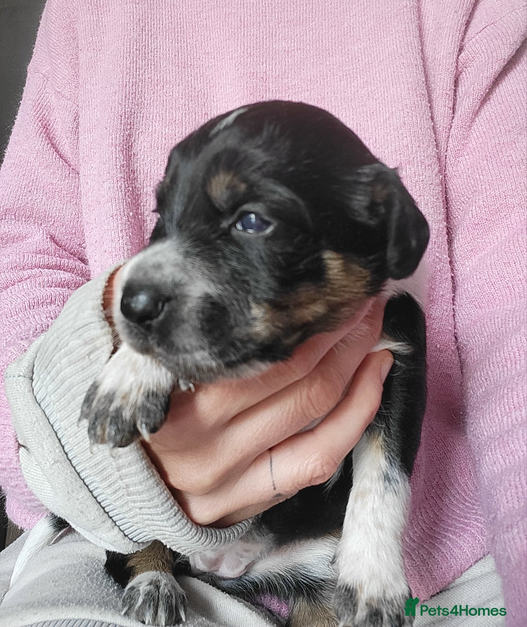 Mixed Breed dogs for sale: Spaniel Collie Cross Puppies  - Image 8