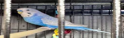 Parrots birds for sale: Birds/Parakeets/Parrots/Amazons  - Advert 30