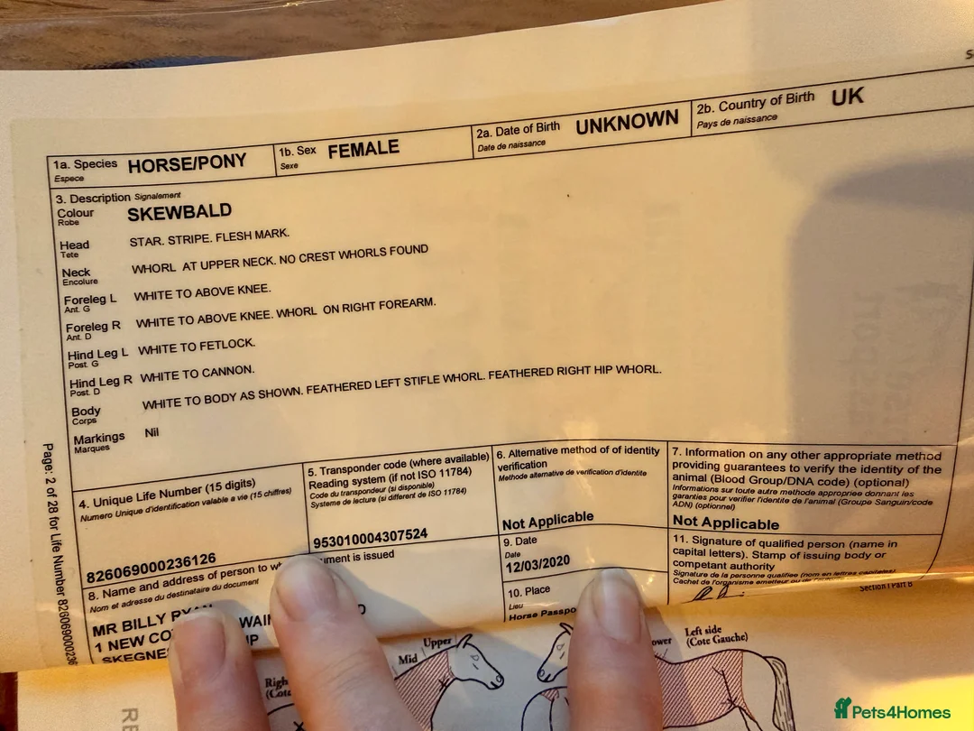 Shetland pony horses for sale: Pair of Shetland ponies - Advert 8