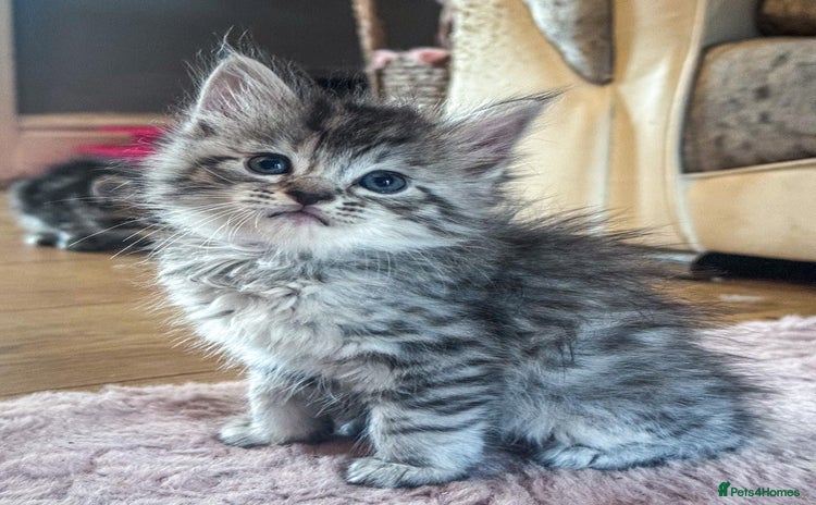 Maine Coon cats - Advert 7