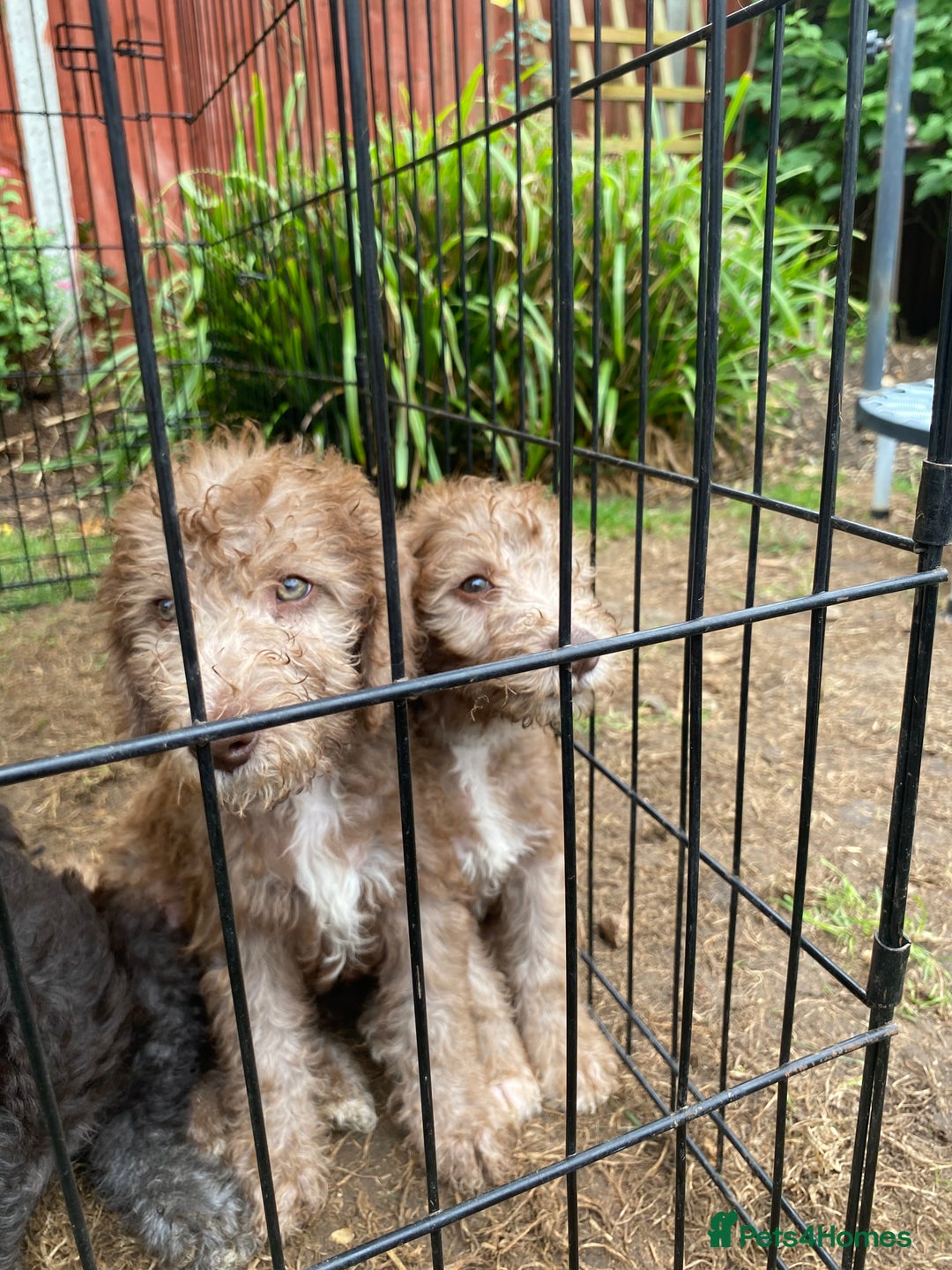 Bedlington Terrier dogs for sale: Bedlington Terrier puppies for sale in Hertford - Image 25