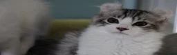 American Curl cats for sale: Beautiful, playful Rare American Curl Kittens - Advert 36