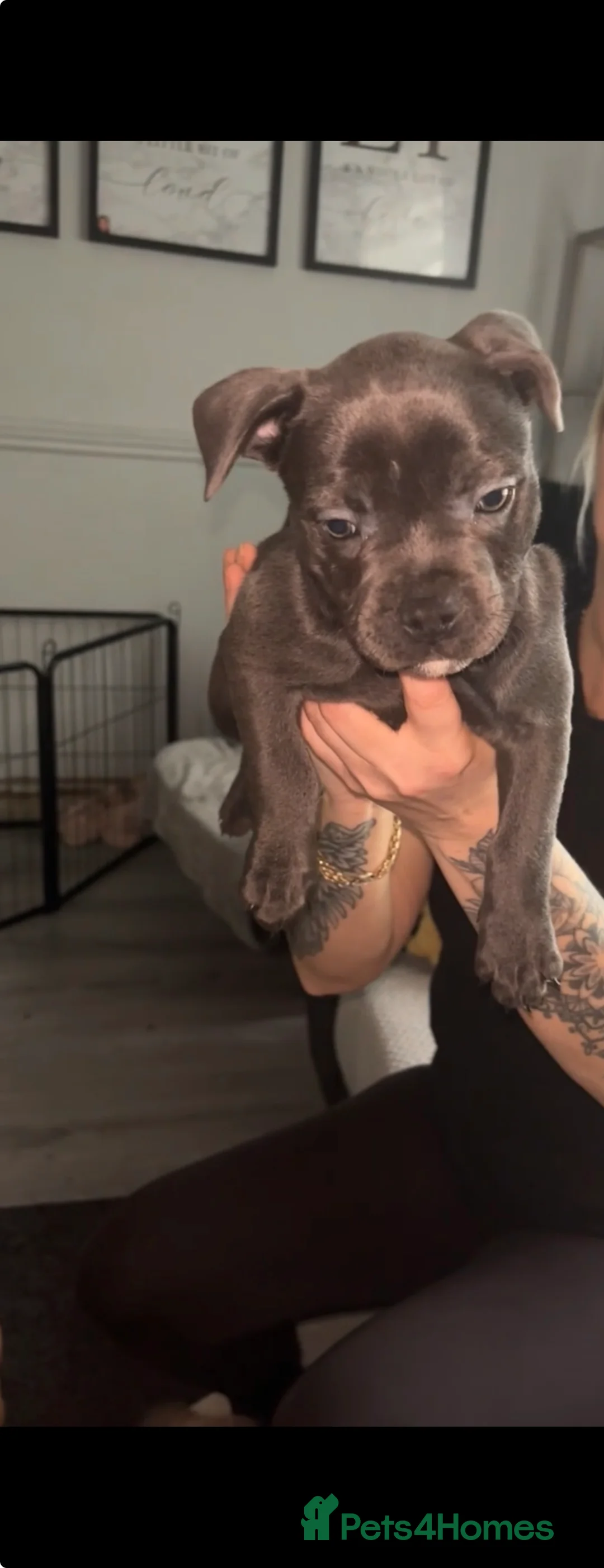 Mixed Breed dogs for sale: 1 boy and 1 girl available  - Advert 3