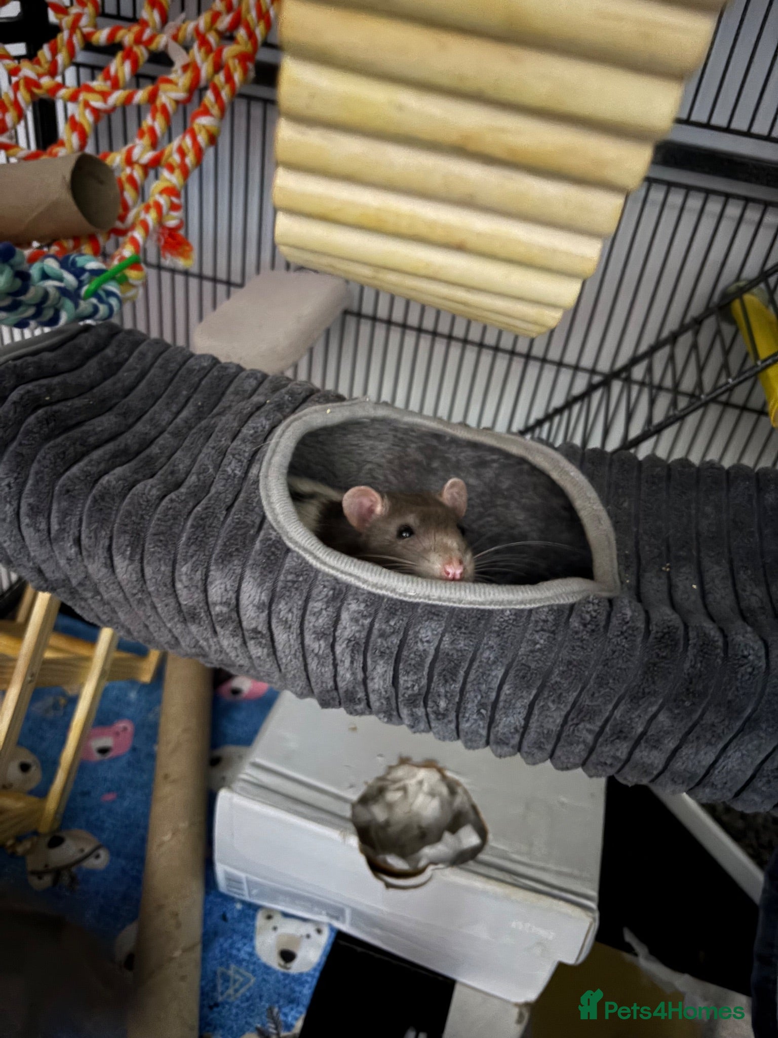 Rat rodents Male rats - Advert 1