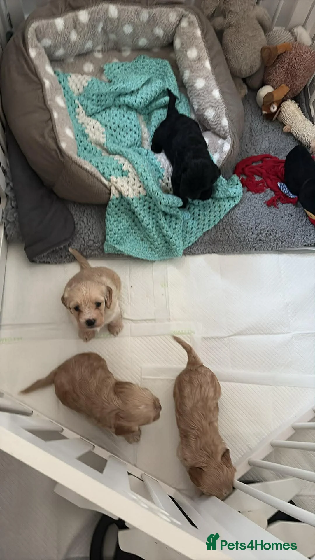 Cockapoo dogs for sale: Cockapoo puppies  - Advert 2