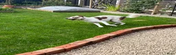Mixed Breed dogs for sale: Ruby looking for a loving home  - Advert 3