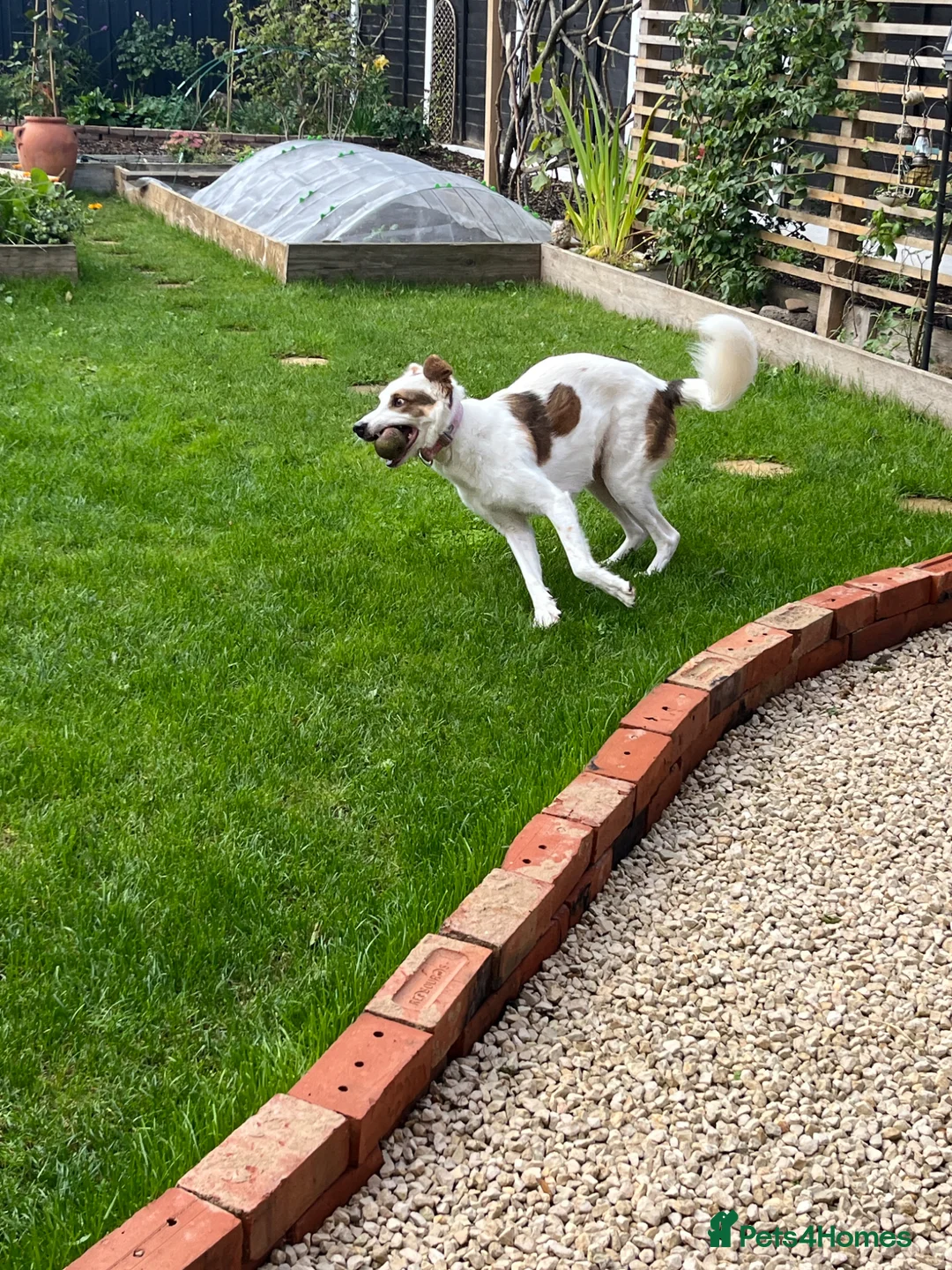 Mixed Breed dogs for sale: Ruby looking for a loving home  - Advert 3