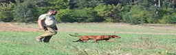 Hungarian Vizsla dogs for sale: High Quality Hungarian Vizsla Puppies - 2 boys - Advert 19