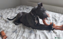 Staffordshire Bull Terrier dogs for sale: Handsome Axel - Image 7