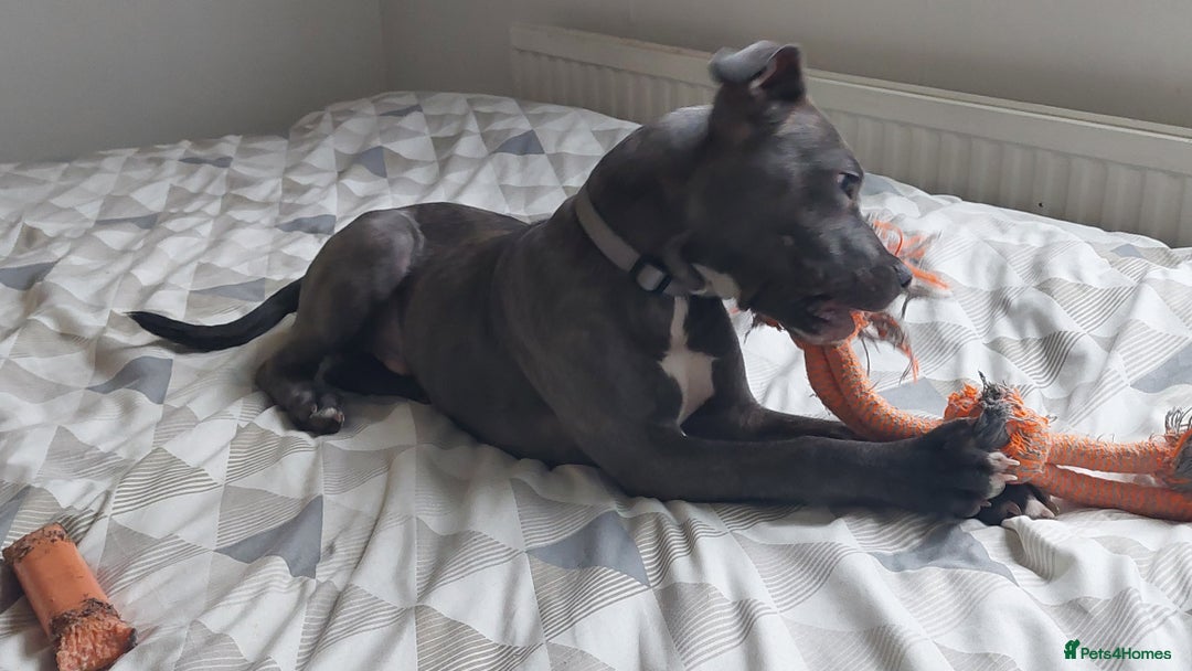 Staffordshire Bull Terrier dogs for sale: Handsome Axel - Image 7