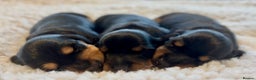 Miniature Dachshund dogs for stud: Kc reg Black and Tan mini smooth. - Advert 12