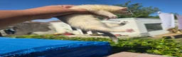 Ferret rodents for sale: Stunning ferret for sale - Advert 13