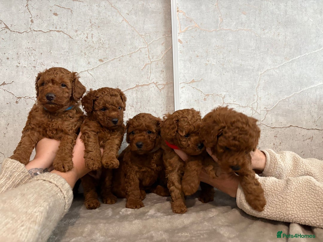 Cavapoochon dogs for sale: Cavapoochons!!🐶 ONLY ONE BOY LEFT!!  - Image 7