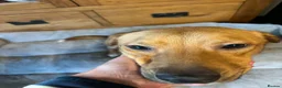 Mixed Breed dogs for adoption: Caesar for adoption in Leighton Buzzard - Advert 6