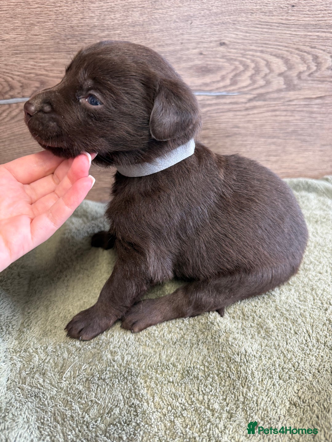 Labrador Retriever dogs for sale: Chunky chocolate labradors  - Image 32
