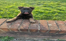 Belgian Shepherd Dog dogs for sale: Belgian malinois - Image 4