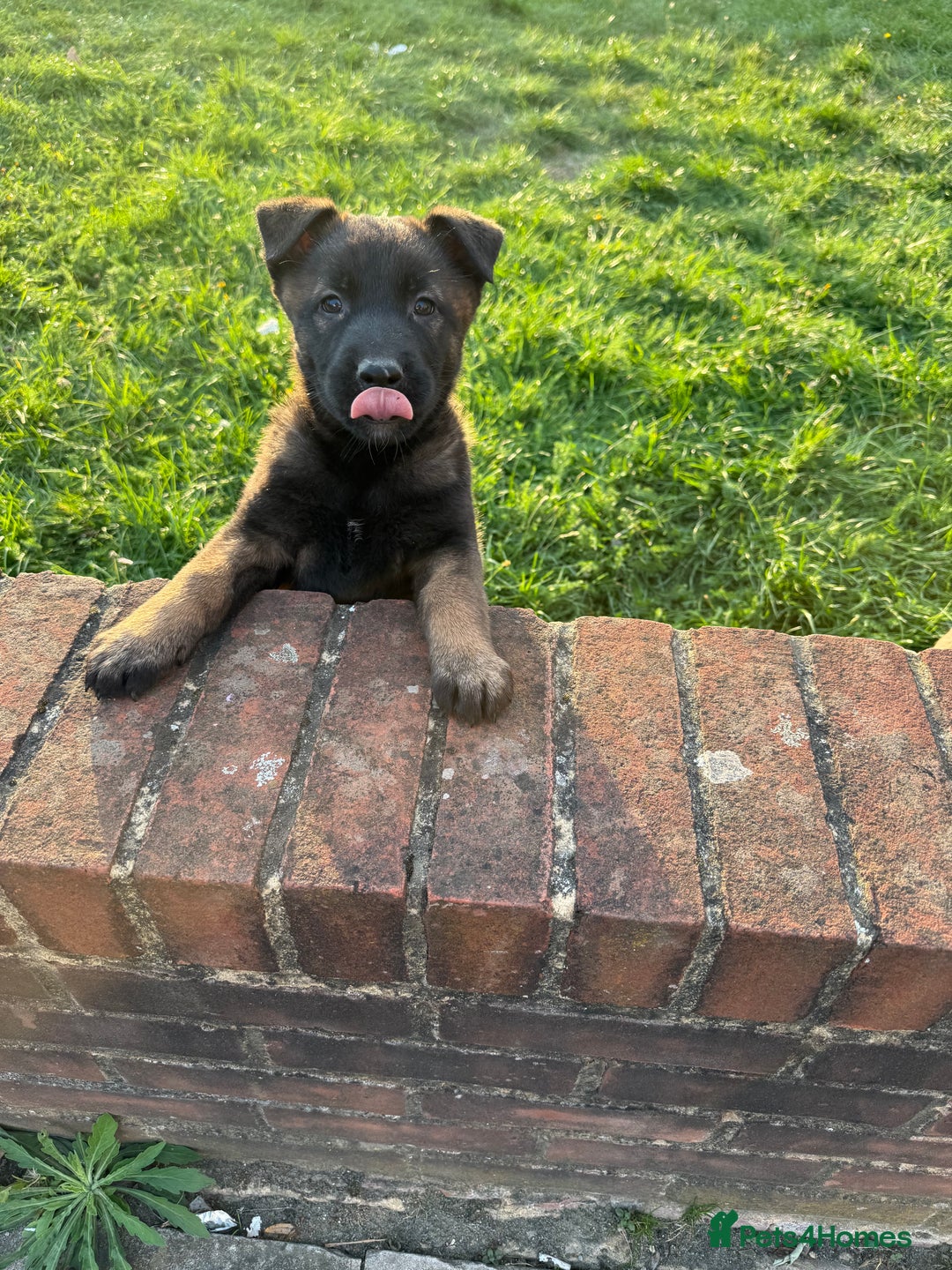 Belgian Shepherd Dog dogs for sale: Belgian malinois - Image 4