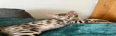 Bengal 1 (AVAILABLE)