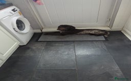 Sproodle dogs for sale: No fault of her own - Image 2