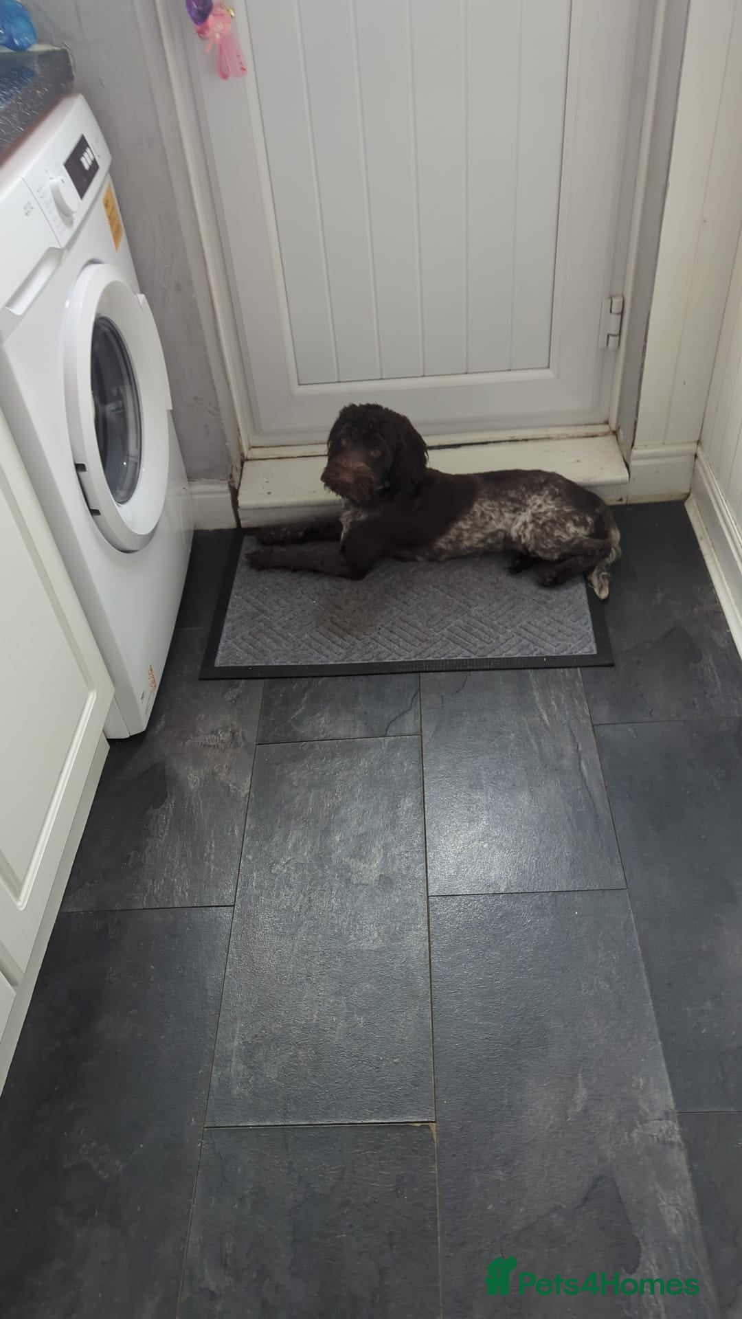 Sproodle dogs for sale: No fault of her own - Image 2