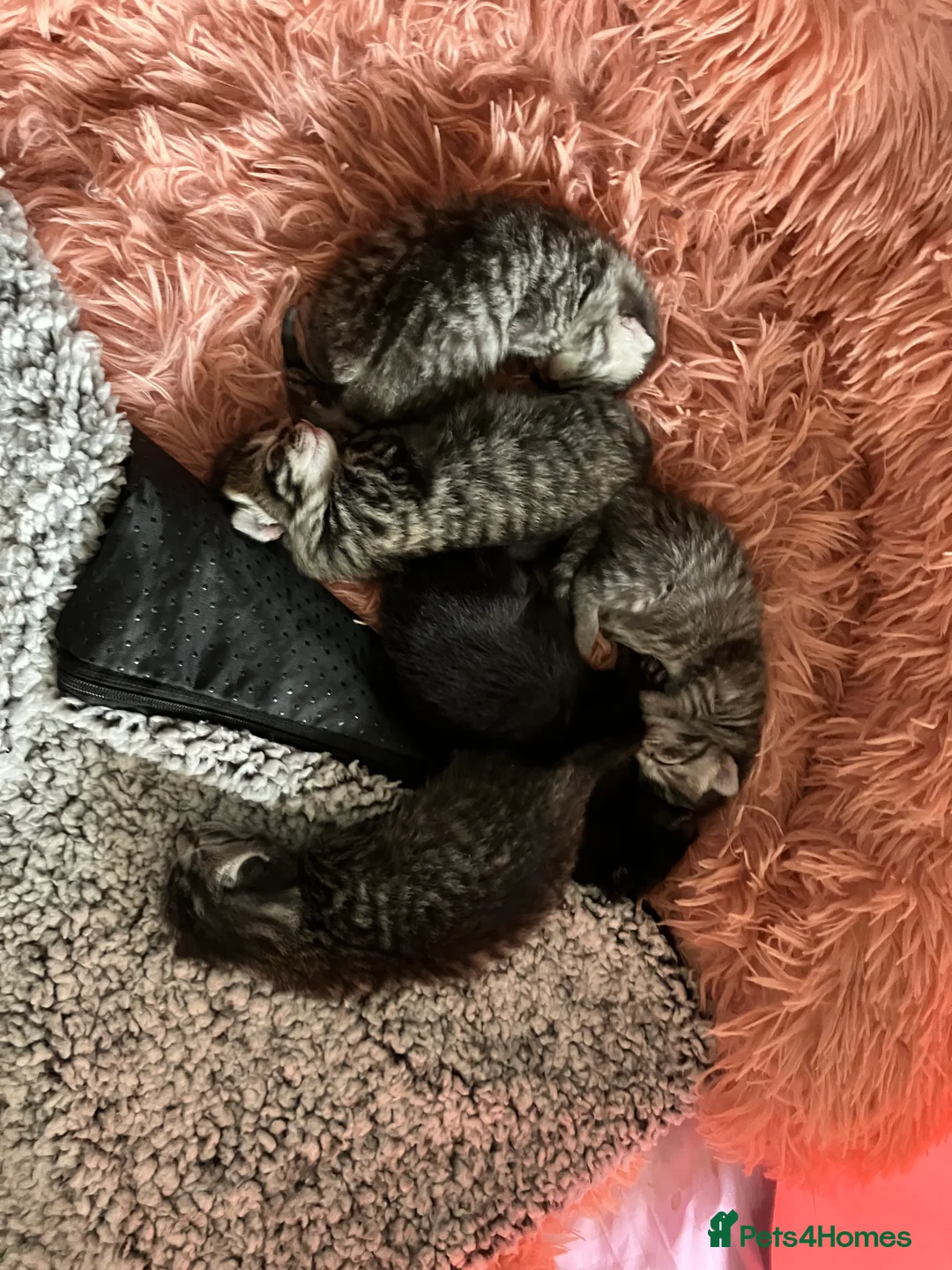 Russian Blue cats for sale: Silver and black tabby kittens  - Advert 10