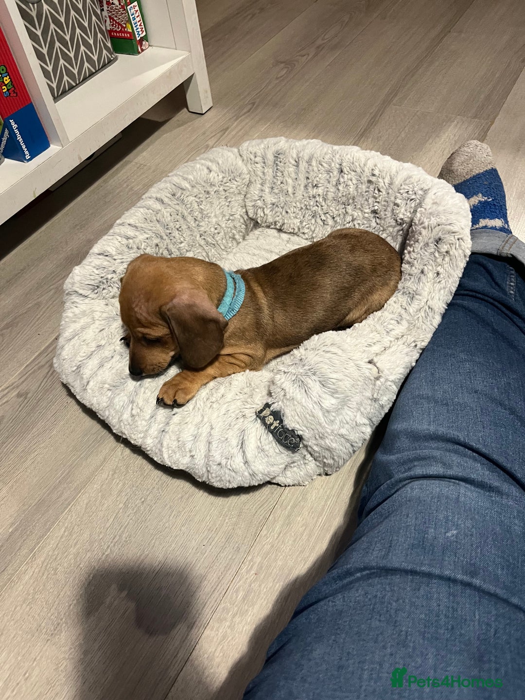 Mixed Breed dogs for sale: Maltese Cross Miniature Dachshund  - Advert 39