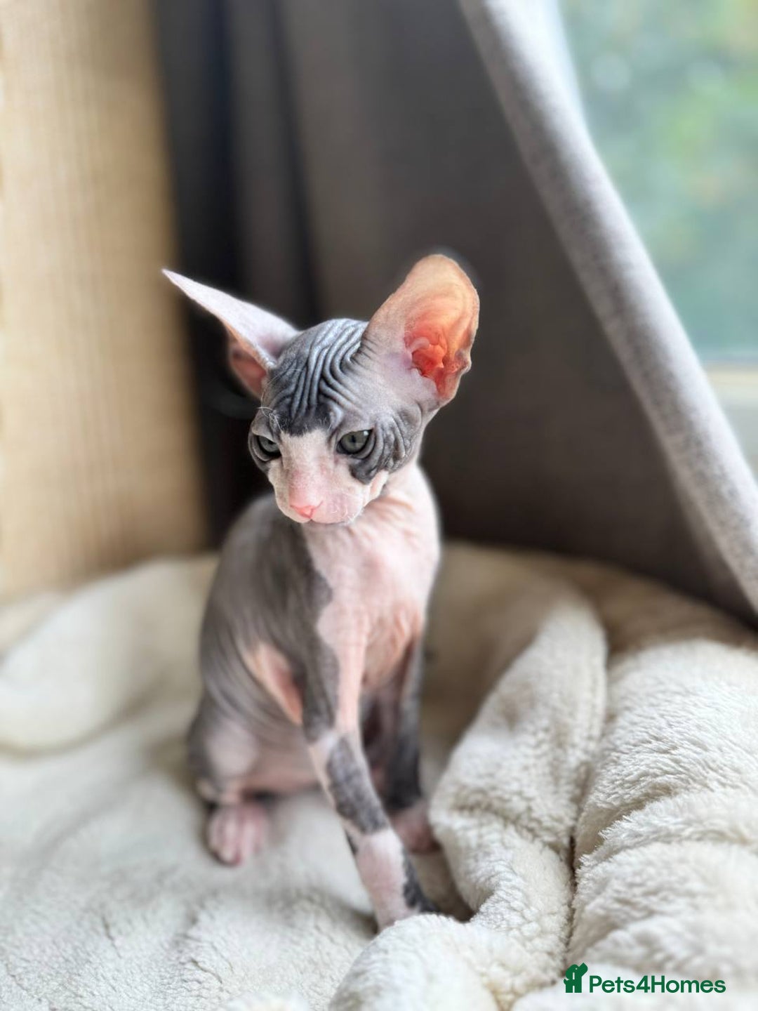 Sphynx cats for sale: Don Sphynx Kittens - Image 16