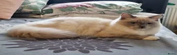 Ragdoll cats for sale: 🏆 FIFe PEDIGREE RAGDOLL KITTENS – READY NOW 🏆 - Advert 2