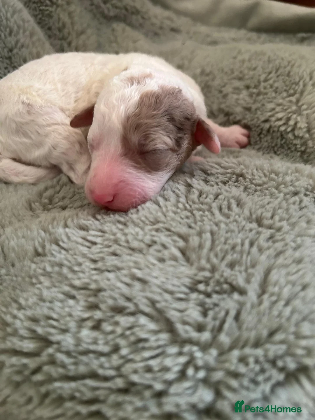 Labradoodle dogs for sale: Australian Labradoodle Puppies - Advert 21