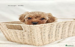 Cavapoo dogs for sale: Adorable F1b Cavapoo Puppies Ready from 20th Sept - Image 18