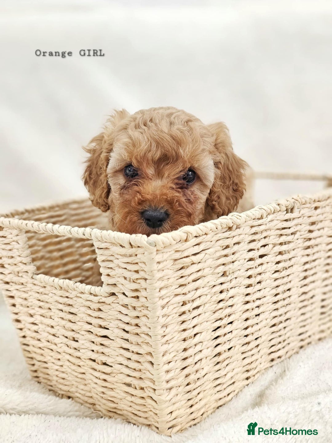 Cavapoo dogs for sale: Adorable F1b Cavapoo Puppies Ready from 20th Sept - Image 18