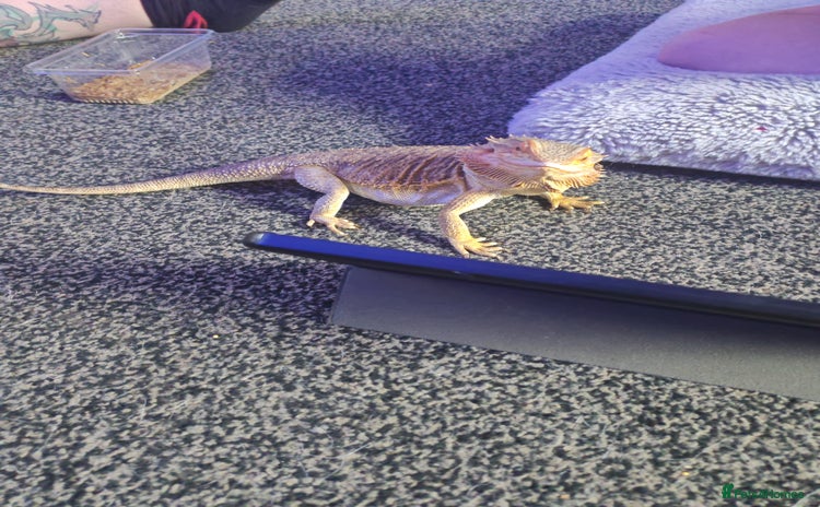 Bearded Dragon reptiles - Advert 9