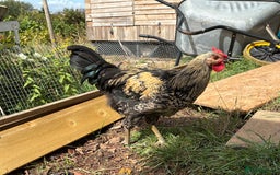 Chickens poultry for sale: Cockerel for sale  - Image 3